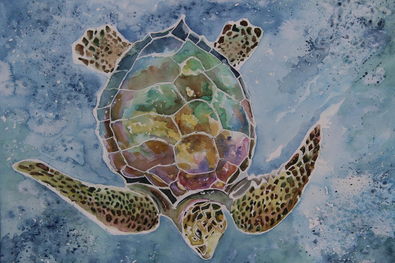 Tortue à Malendure 