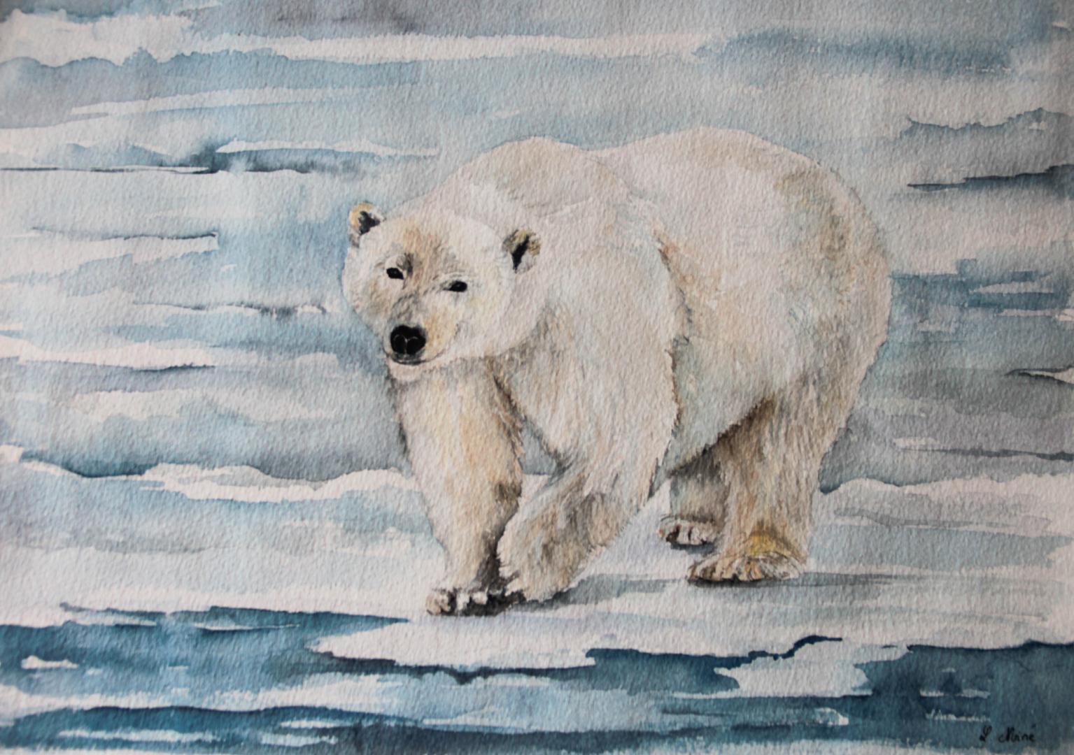 Ours polaire 