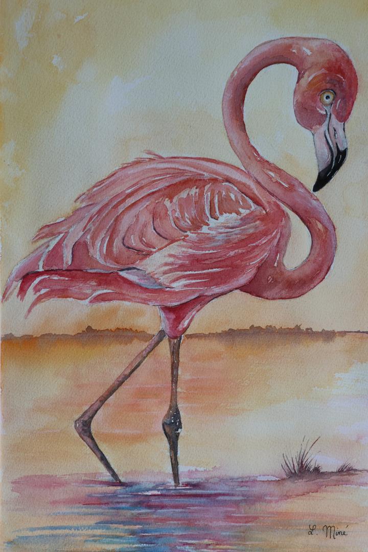Flamant rose  2