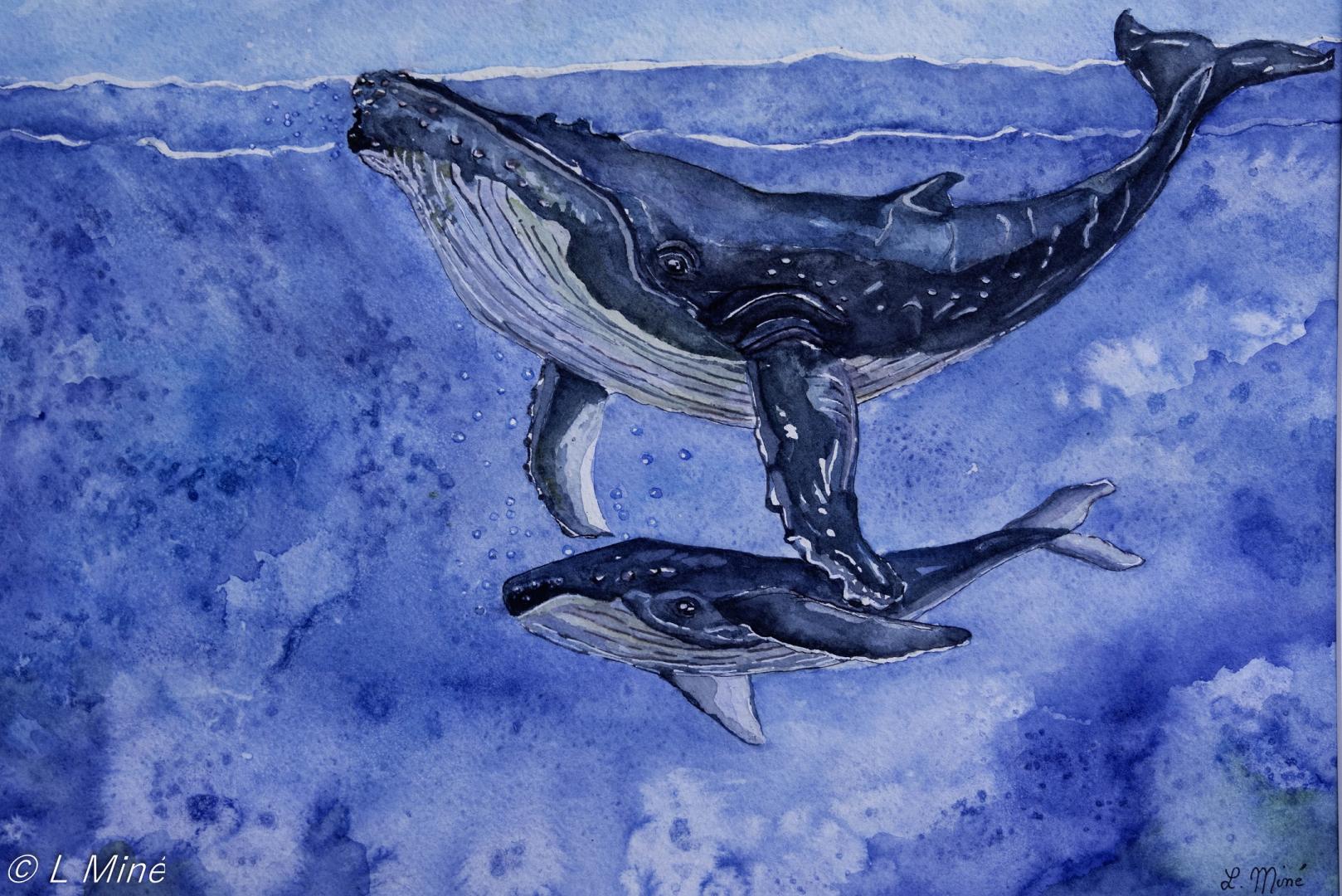 Baleine et son baleineau 