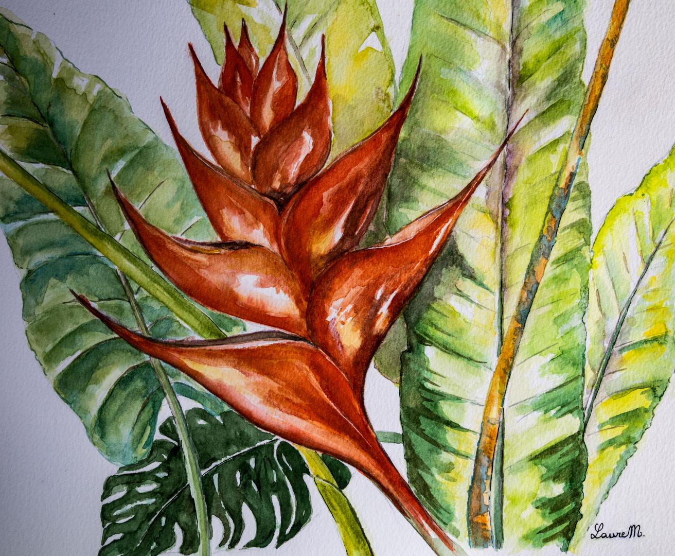 Héliconia 