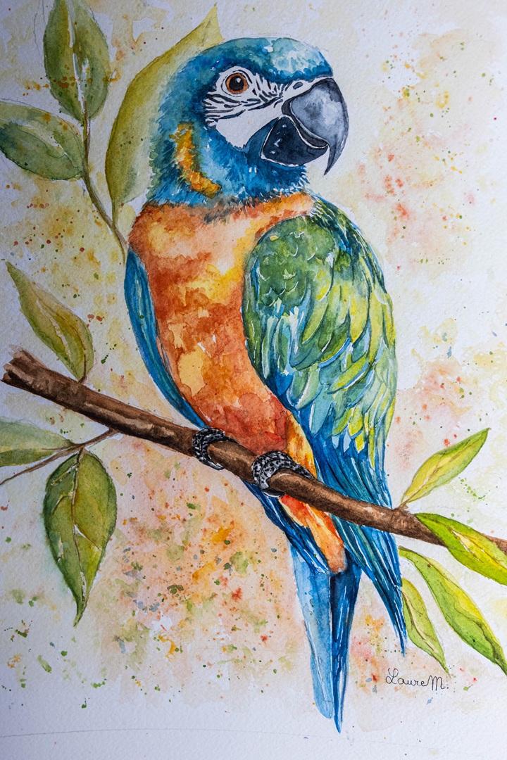 Ara  Bleu 